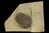 Modocia Typicalis Trilobite - Utah #125478-1